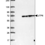 Merck Anti-UTP6 antibody produced in rabbit