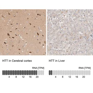 Merck Anti-HTT antibody produced in rabbit