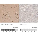 Merck Anti-HTT antibody produced in rabbit