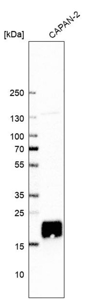 Merck Anti-CYSRT1 antibody produced in rabbit