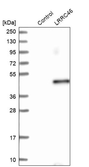 Merck Anti-LRRC46 antibody produced in rabbit