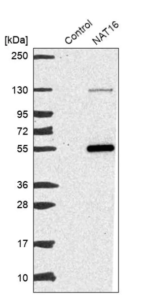 Merck Anti-NAT16 antibody produced in rabbit
