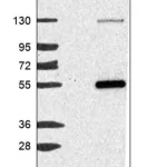 Merck Anti-NAT16 antibody produced in rabbit