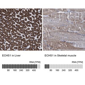 Merck Anti-ECHS1 antibody produced in rabbit
