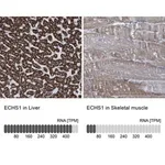 Merck Anti-ECHS1 antibody produced in rabbit