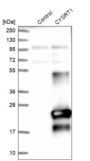 Merck Anti-CYSRT1 antibody produced in rabbit