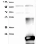 Merck Anti-CYSRT1 antibody produced in rabbit