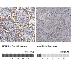 Merck Anti-AKAP9 antibody produced in rabbit