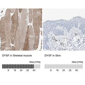 Merck Anti-DYSF antibody produced in rabbit