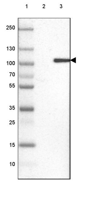 Merck Anti-KIF9 antibody produced in rabbit