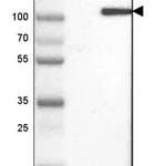 Merck Anti-KIF9 antibody produced in rabbit