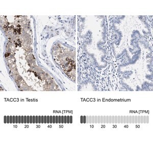 Merck Anti-TACC3 antibody produced in rabbit