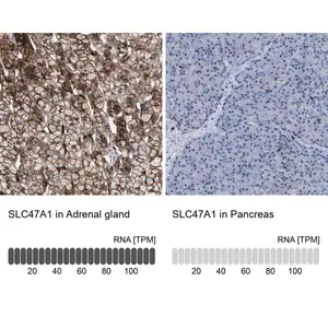 Merck Anti-SLC47A1 antibody produced in rabbit