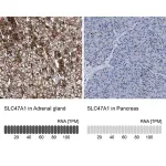 Merck Anti-SLC47A1 antibody produced in rabbit