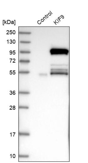 Merck Anti-KIF9 antibody produced in rabbit
