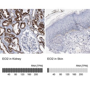 Merck Anti-ECI2 antibody produced in rabbit
