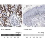 Merck Anti-ECI2 antibody produced in rabbit