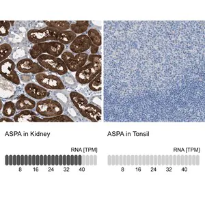 Merck Anti-ASPA antibody produced in rabbit