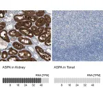 Merck Anti-ASPA antibody produced in rabbit