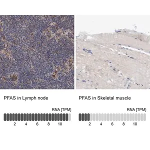 Merck Anti-PFAS antibody produced in rabbit