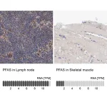 Merck Anti-PFAS antibody produced in rabbit