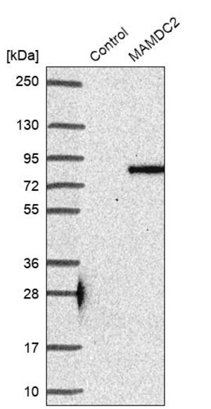 Merck Anti-MAMDC2 antibody produced in rabbit