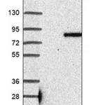 Merck Anti-MAMDC2 antibody produced in rabbit