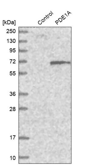 Merck Anti-PDE1A antibody produced in rabbit