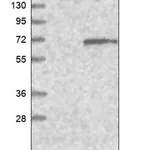 Merck Anti-PDE1A antibody produced in rabbit