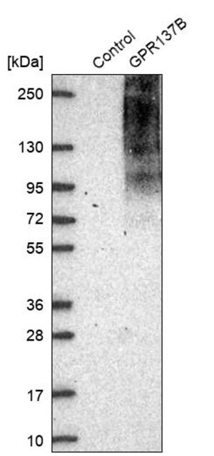 Merck Anti-GPR137B antibody produced in rabbit