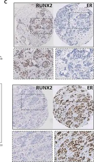 Merck Anti-RUNX2 antibody produced in rabbit