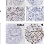 Merck Anti-RUNX2 antibody produced in rabbit