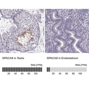 Merck Anti-SPACA9 antibody produced in rabbit