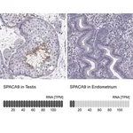 Merck Anti-SPACA9 antibody produced in rabbit