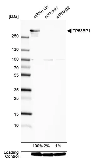 Merck Anti-TP53BP1 antibody produced in rabbit