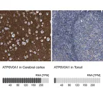 Merck Anti-ATP6V0A1 antibody produced in rabbit