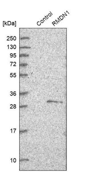 Merck Anti-RMDN1 antibody produced in rabbit