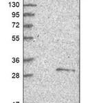 Merck Anti-RMDN1 antibody produced in rabbit