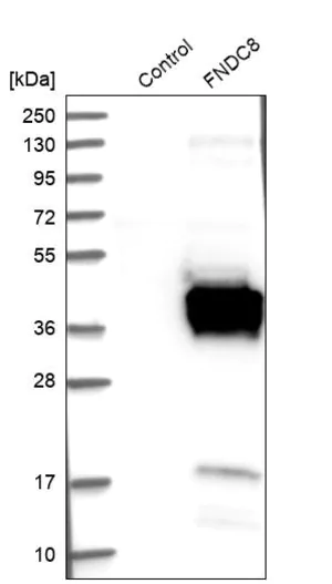 Merck Anti-FNDC8 antibody produced in rabbit