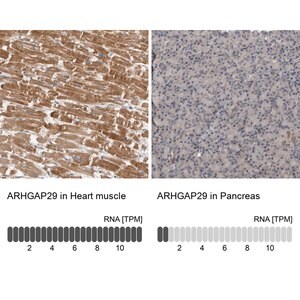 Merck Anti-ARHGAP29 antibody produced in rabbit