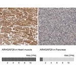 Merck Anti-ARHGAP29 antibody produced in rabbit