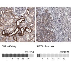 Merck Anti-DBT antibody produced in rabbit