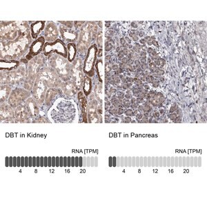 Merck Anti-DBT antibody produced in rabbit