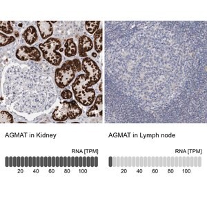 Merck Anti-AGMAT antibody produced in rabbit