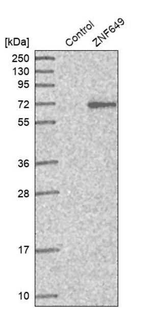Merck Anti-ZNF649 antibody produced in rabbit