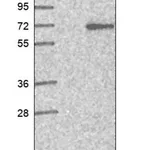 Merck Anti-ZNF649 antibody produced in rabbit