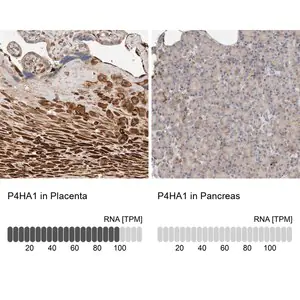 Merck Anti-P4HA1 antibody produced in rabbit