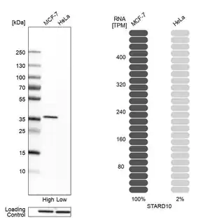 Merck Anti-STARD10 antibody produced in rabbit