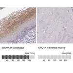 Merck Anti-ERO1A antibody produced in rabbit