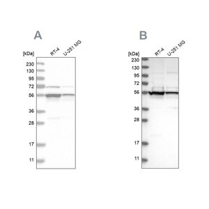 Merck Anti-DDX6 antibody produced in rabbit